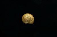 藏品(彩虹䗉螺)的圖片